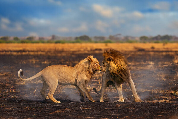Африканский лев, мужской бой, старый и молодой. Дикая природа Ботсваны. Лев, детальный портрет. Животное в огне сожжено, львиная трава ходит на ветру, Савути, Чобе НП в Ботсване. Жаркий сезон в Африке.   