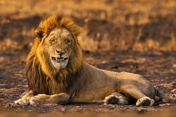 Afrikanischer Löwe Männchen Botswana Tierwelt Löwe Feuer Brannte Zerstörte Savanne — Stockfoto