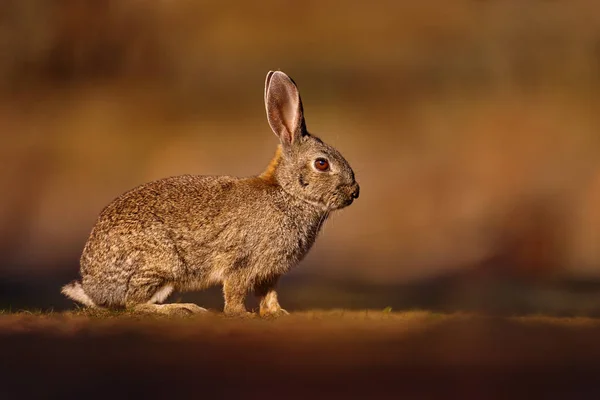 Європейський Кролик Oryctolagus Cuniculus Algirus Parque Natural Sierra Andujar Іспанії — стокове фото