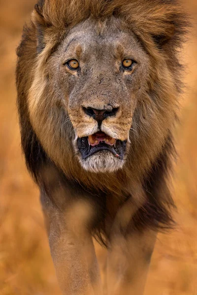 非洲狮子 博茨瓦纳野生动物 瘦身的细节肖像 动物在火中被烧死 狮子草在风中漫步 萨武蒂 乔布Np在博茨瓦纳 非洲的炎热季节 — 图库照片