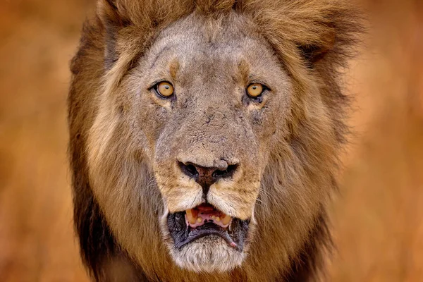 Αφρικανικό Λιοντάρι Αρσενικό Μποτσουάνα Λιοντάρι Φωτιά Κατέστρεψε Σαβάνα Ζώο Φλεγόμενο — Φωτογραφία Αρχείου