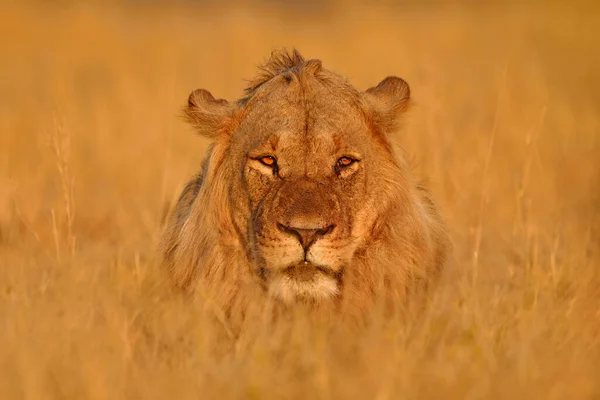 アフリカのライオン ボツワナの野生動物 ライオン スローアップの詳細肖像画 火の中の動物は場所を焼き ライオンは風の中を歩く サヴティ ボツワナのチョベNp アフリカの暑い季節 — ストック写真