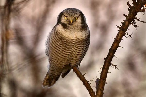 Hawk Owl Surnia Ulula Hidden Pine Tree Hawk Owl Pink — Stock Photo, Image