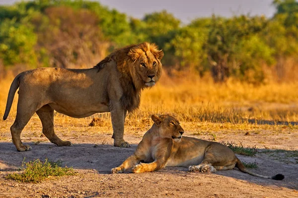 アフリカのライオン ボツワナの野生動物 ライオン スローアップの詳細肖像画 火の中の動物は場所を焼き ライオンは風の中を歩く サヴティ ボツワナのチョベNp アフリカの暑い季節 — ストック写真