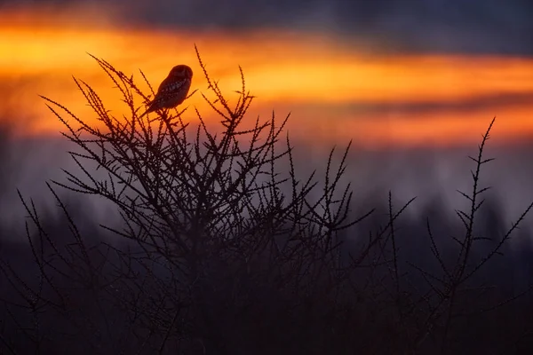 Misty evening. Hawk owl sunset, Surnia ulula, hidden in pine tree. Hawk owl pink violet twilight night. Winter wildlife in Sweden. Blizzard with cute owl with yellow eyes. Hawk owl twilight, tree.