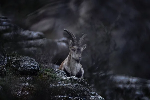 Spanyol Vadvilág Ibériai Ibex Capra Pyrenaica Vadkecske Természetes Élőhelyen Torcal — Stock Fotó