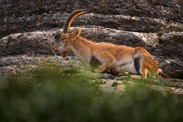 Ibex Ibérico Capra Pyrenaica Cabra Silvestre Hábitat Natural Reserva Natural — Foto de Stock
