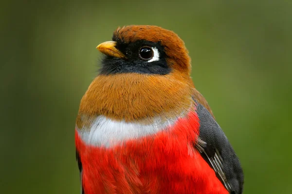 鳥の詳細赤の肖像画 自然の生息地 エクアドルのサン イシドロで マスク トロゴン トロゴンのペルソナ赤と茶色の鳥 赤い熱帯鳥 ジャングルの自然からの野生動物のシーン — ストック写真