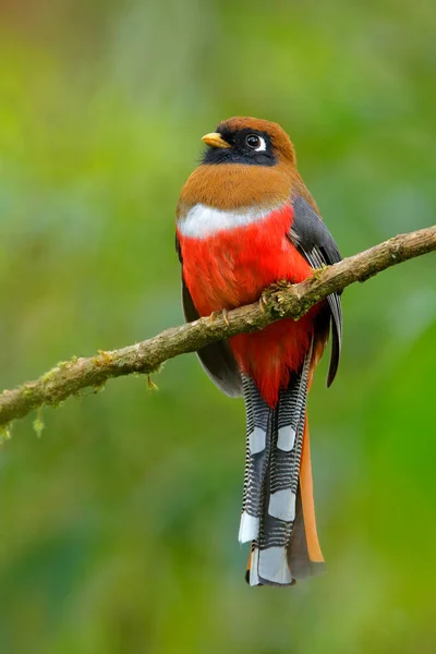 鳥の詳細赤の肖像画 自然の生息地 エクアドルのサン イシドロで マスク トロゴン トロゴンのペルソナ赤と茶色の鳥 赤い熱帯鳥 ジャングルの自然からの野生動物のシーン — ストック写真