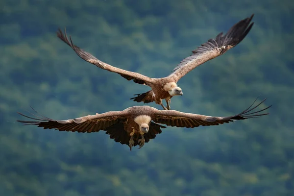 Griffon Vulture Gyps Fulvus Stora Rovfåglar Som Sitter Klippiga Berg — Stockfoto