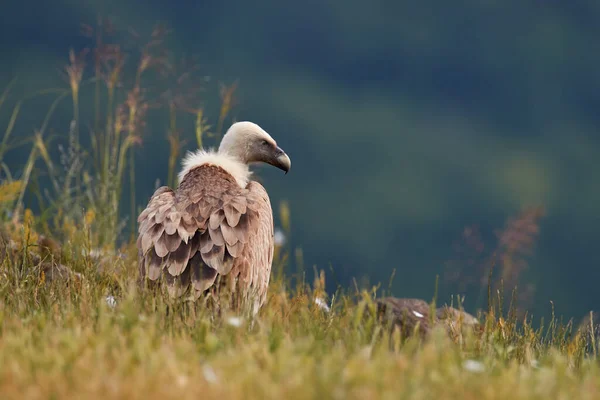 Buitre Leonado Gyps Fulvus Grandes Aves Presa Sentadas Montaña Rocosa — Foto de Stock