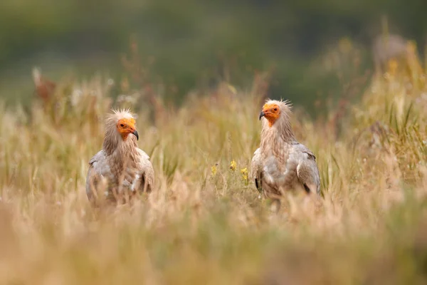 Ασπροπάρης Neophron Percnopterus Μεγάλο Αρπακτικό Πουλί Που Κάθεται Στην Πέτρα — Φωτογραφία Αρχείου