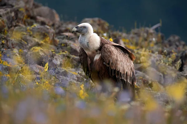 Griffon Vulture Gyps Fulvus Великі Хижі Птахи Сидять Скелястій Горі — стокове фото