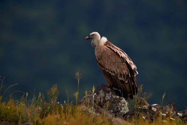 Buitre Leonado Gyps Fulvus Grandes Aves Presa Sentadas Montaña Rocosa — Foto de Stock