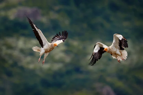 Abutre Egípcio Neophron Percnopterus Dois Pássaro Voar Luta Natureza Habitat — Fotografia de Stock