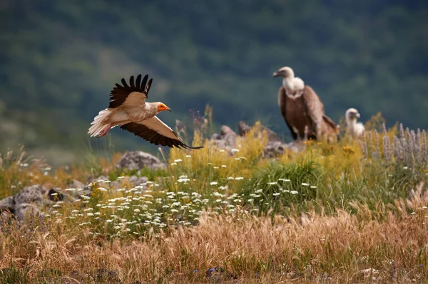 Egyptský Sup Neophron Percnopterus Extremadura Španělsku Evropa Velký Bílý Dravec — Stock fotografie