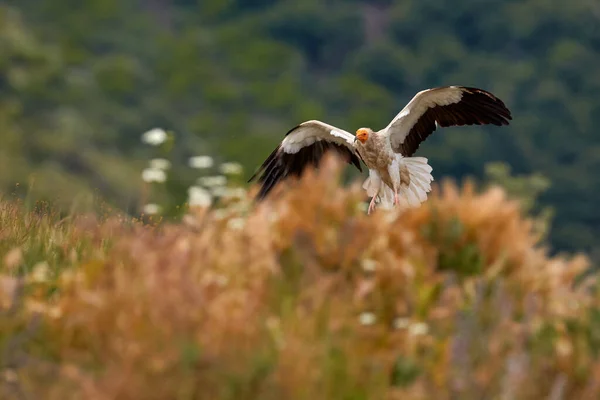 Abutre Egípcio Neophron Percnopterus Extremadura Espanha Europa Grande Pássaro Branco — Fotografia de Stock