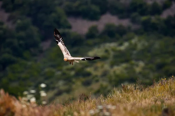 Egyptský Sup Neophron Percnopterus Extremadura Španělsku Evropa Velký Bílý Dravec — Stock fotografie