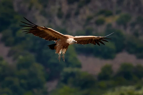 Akbaba Uçuşu Griffon Vulture Gyps Fulvus Büyük Yırtıcı Kuşlar Kayalık — Stok fotoğraf