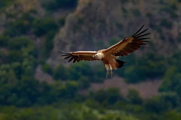 Gribbeflyvning Griffon Vulture Gyps Fulvus Store Rovfugle Flyver Klippefyldte Bjerge - Stock-foto