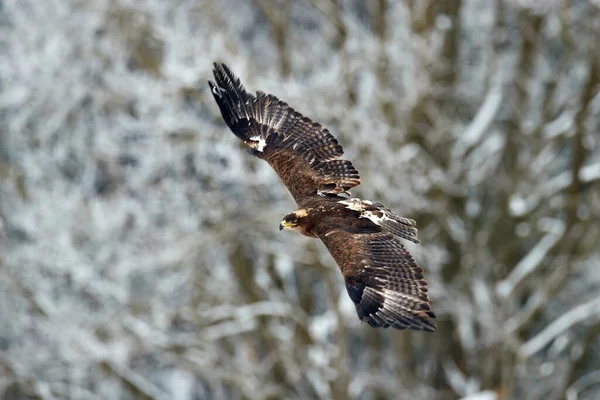 Zimní Divoká Zvěř Golden Eagle Létat Sníh Lese Zimě Pták — Stock fotografie