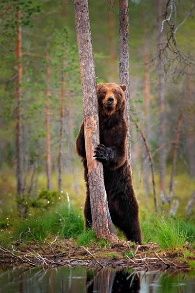 Urso Sentar Suas Patas Traseiras Floresta Somerr Com Grama Algodão — Fotografia de Stock