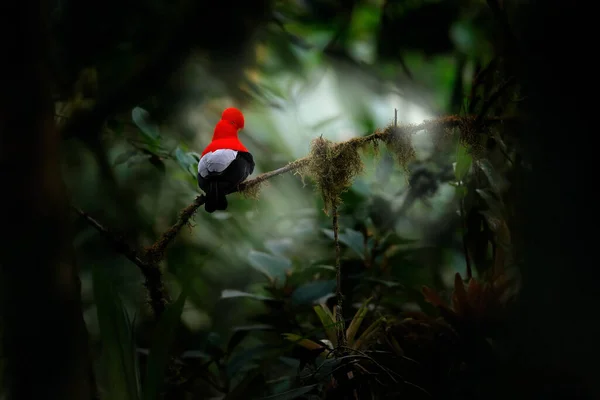 Cock Rock Rupicola Péruvianus Oiseau Rouge Crête Éventée Perché Sur — Photo