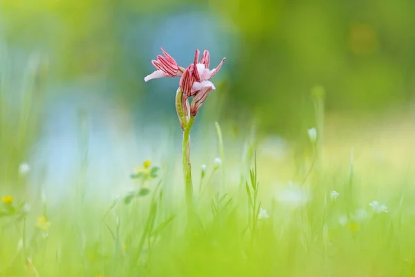 解药是乳头状乳头炎 保加利亚的野生生物 自由的大自然美丽的自然景观Rhodopes 保加利亚 欧洲的山脉 粉红色紫色开花植物 — 图库照片