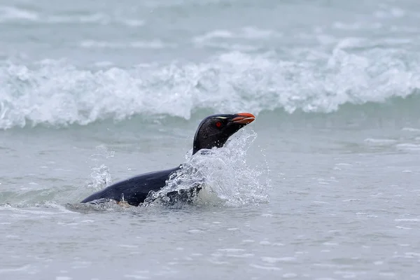 Rock Pingouin Nager Saut Bel Oiseau Mer Pingouin Des Montagnes — Photo