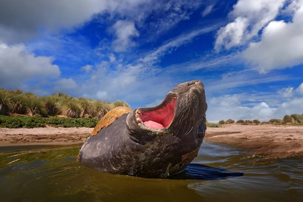 Geórgia Sul Oceano Atlântico Selo Elefante Deitado Lagoa Água Céu — Fotografia de Stock