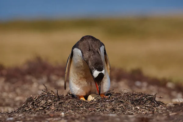 Pingüino Gentoo Nido Ingenio Dos Huevos Islas Malvinas Escena Vida — Foto de Stock