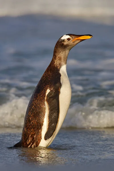 Géorgie Sud Dans Océan Atlantique Gentoo Pingouin Saute Hors Eau — Photo