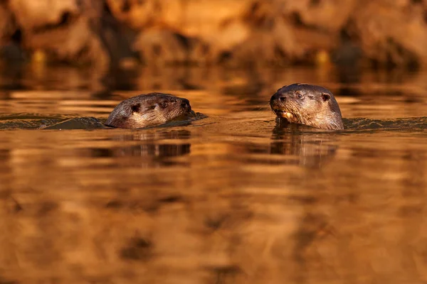 Brazilská Zvěř Giant Otter Pteronura Brasiliensis Portrét Říční Hladině Rio — Stock fotografie