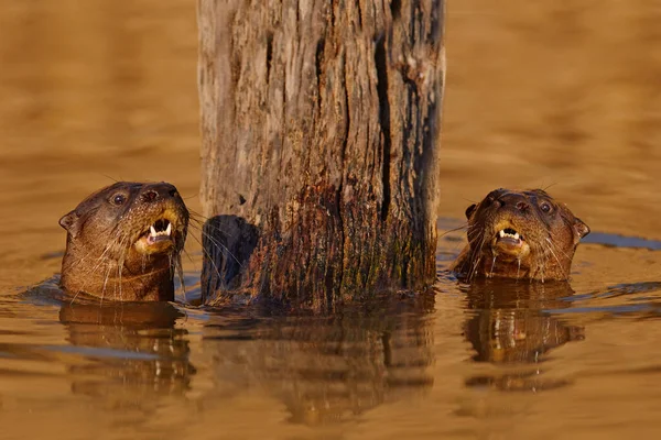 Brazilská Zvěř Giant Otter Pteronura Brasiliensis Portrét Říční Hladině Rio — Stock fotografie