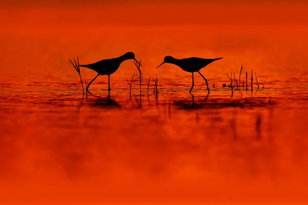 Kırmızı Kuş Günbatımı Siyah Kanatlı Stilt Himanthopus Himantophus Uzun Kırmızı — Stok fotoğraf