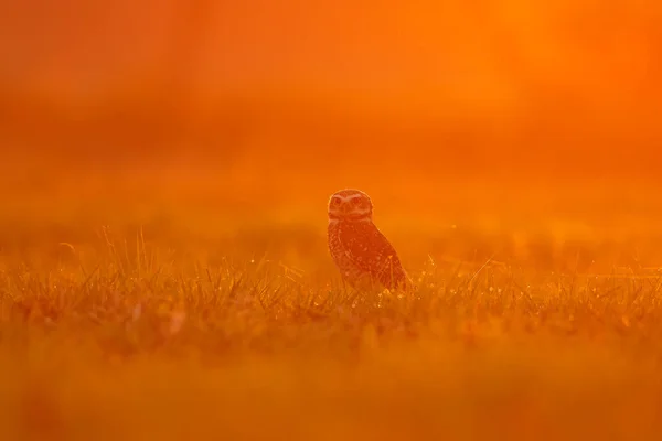 Βραζιλία Άγρια Ζωή Ηλιοβασίλεμα Κουκουβάγια Burrowing Owl Athene Cunicularia Night — Φωτογραφία Αρχείου