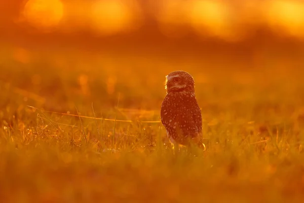 Brazil Wildlife Sunset Owl Burrowing Owl Athene Cunicularia Night Bird — Stock Photo, Image