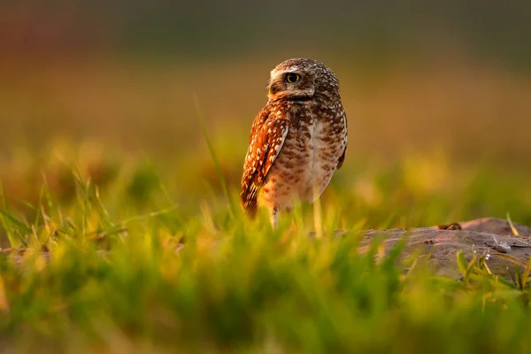 Brasil Vida Selvagem Por Sol Com Coruja Burrowing Owl Athene — Fotografia de Stock