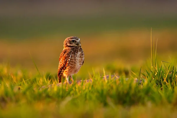 Brasil Vida Selvagem Por Sol Com Coruja Burrowing Owl Athene — Fotografia de Stock