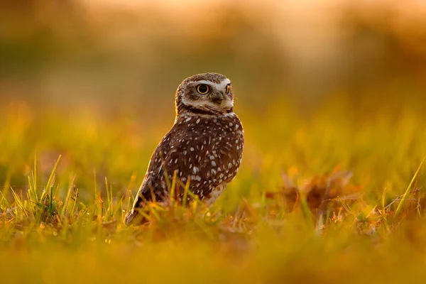 Fauna Selvatica Del Brasile Tramonto Con Gufo Burrowing Owl Athene — Foto Stock