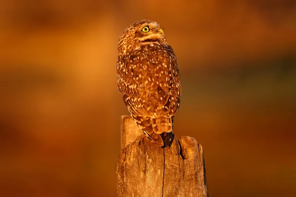 Brasil Vida Selvagem Por Sol Com Coruja Burrowing Owl Athene — Fotografia de Stock