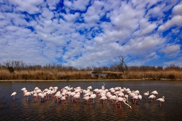 Μεγαλύτερη Flamingo Phoenicopterus Ruber Όμορφο Ροζ Μεγάλο Πουλί Μακρύ Λαιμό — Φωτογραφία Αρχείου