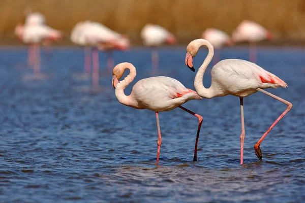 Büyük Flamingo Phoenicopterus Ruber Koyu Mavi Sularda Uzun Boynu Olan — Stok fotoğraf