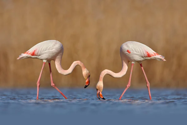 Greater Flamingo Phoenicopterus Ruber Krásný Růžový Velký Pták Večerním Sluncem — Stock fotografie
