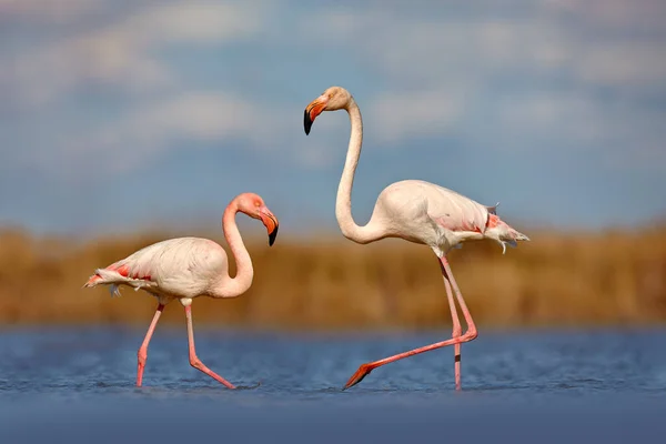 Daha Büyük Flamingo Phoenicopterus Yakutu Koyu Mavi Sularda Uzun Boynu — Stok fotoğraf