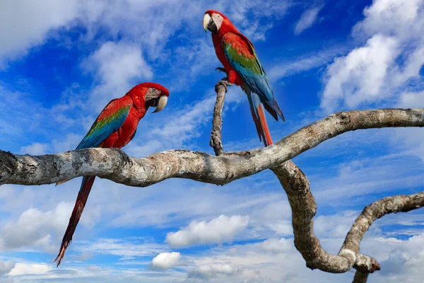 Fauna Selvatica Brasiliana Grande Pappagallo Rosso Macao Rosso Verde Ara — Foto Stock