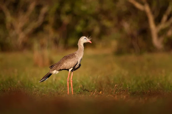 Uccello Seriema Dalla Natura Brasiliana Uccello Nel Prato Erboso Lunghe — Foto Stock