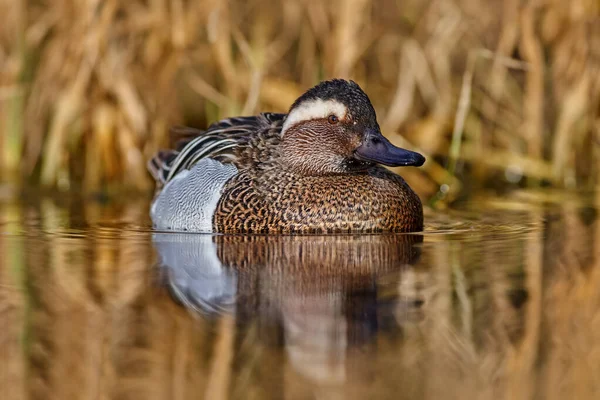 Garganey Anas Querquedula Kleine Streichelnde Ente Sie Brütet Weiten Teilen — Stockfoto