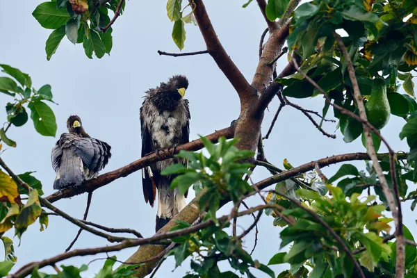 Východní Plantaňožrout Crinifer Zonurus Velký Člen Rodiny Ptáků Turaco Enyou — Stock fotografie