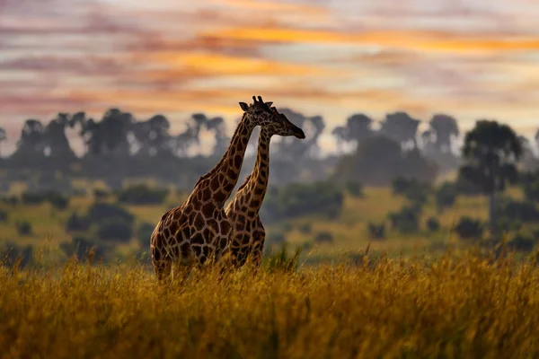 Afrika Západ Slunce Příroda Velké Stádo Modrou Oblohou Mraky Žirafa — Stock fotografie